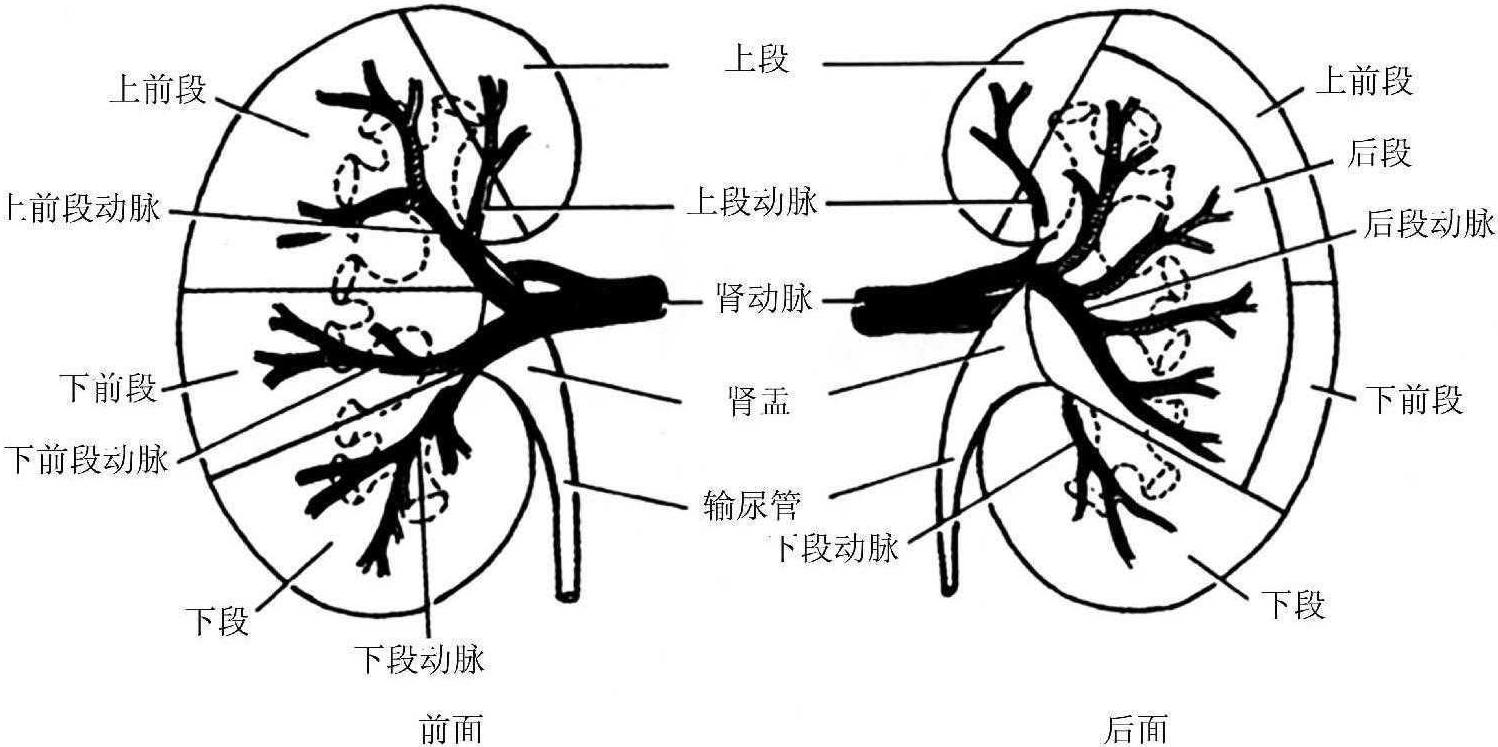 第二节 肾脏